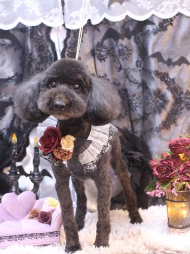 20231006スターくん